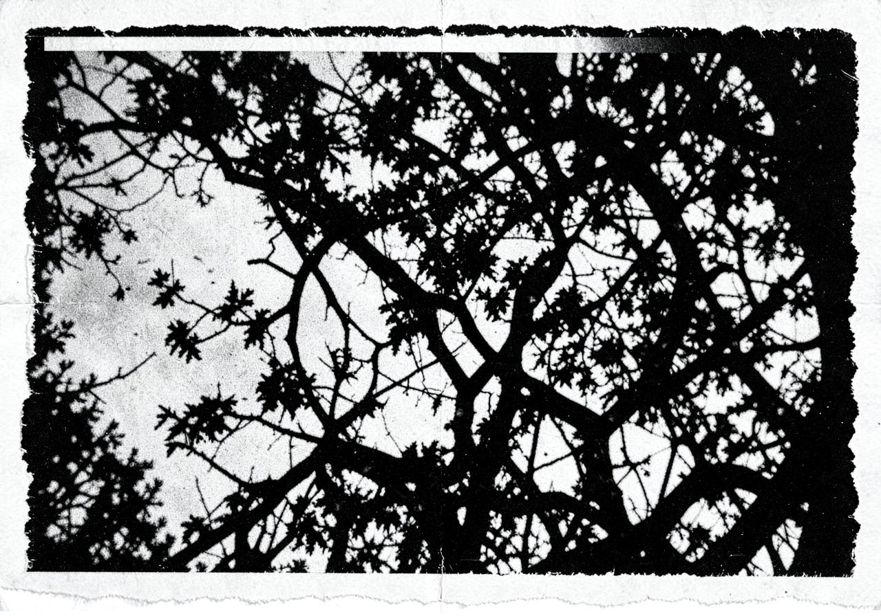 Photocopied black and white botanical branches